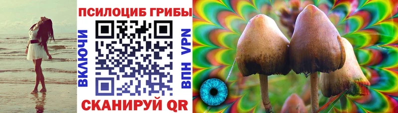 где найти наркотики  Пошехонье  Галлюциногенные грибы Psilocybe 